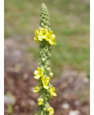 Verbascum creticum