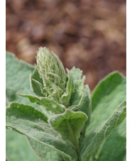 Verbascum creticum