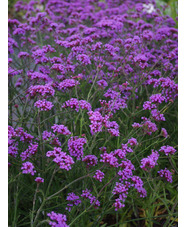 Verbena bonariensis 'Lollipop'