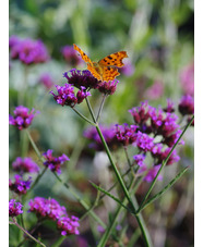 Verbena bonariensis 'Lollipop'