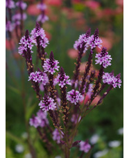 Verbena hastata f. rosea