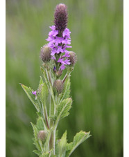 Verbena macdougalii