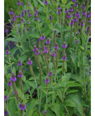 Verbena macdougalii