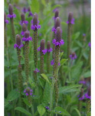 Verbena macdougalii