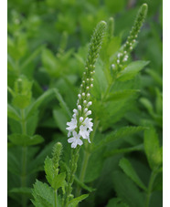 Verbena stricta white-flowered