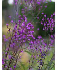 Verbena × baileyana 'Purple Haze'