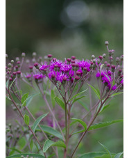 Vernonia arkansana