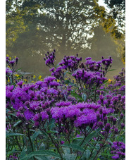 Vernonia arkansana