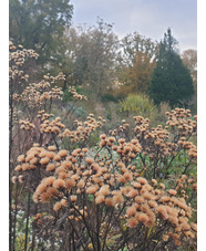 Vernonia arkansana