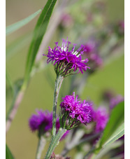 Vernonia glauca