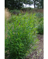 Vernonia glauca