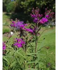 Vernonia glauca