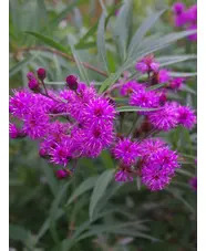 Vernonia glauca