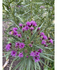 Vernonia lettermannii