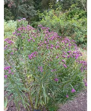 Vernonia lettermannii