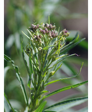 Vernonia lettermannii