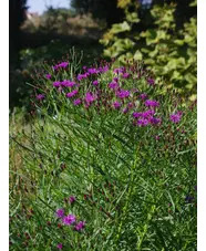 Vernonia lettermannii