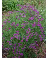 Vernonia lettermannii