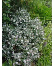 Veronica albicans Recurva Group