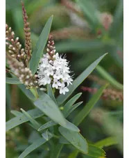 Veronica albicans Recurva Group