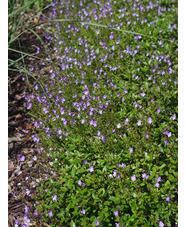 Veronica catarractae