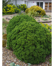 Veronica cupressoides 'Boughton Dome'