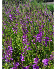 Veronica 'Ellen Mae'