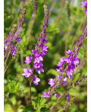 Veronica 'Ellen Mae'