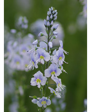 Veronica gentianoides