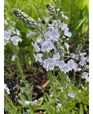 Veronica gentianoides 'Robusta' 