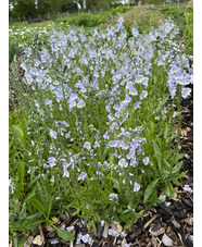 Veronica gentianoides 'Robusta' 