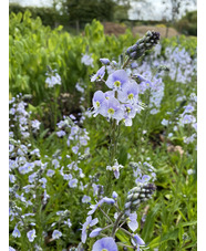 Veronica gentianoides 'Robusta' 