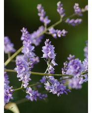 Veronica hulkeana