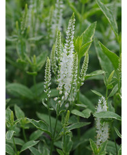 Veronica longifolia 'Charlotte' 