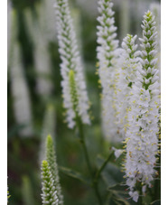 Veronica longifolia 'Charlotte' 