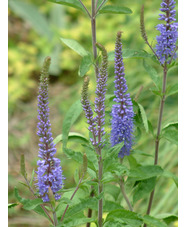 Veronica longifolia