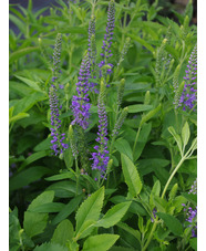 Veronica spicata 