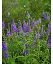 Veronica spicata 