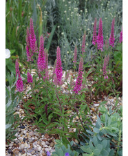 Veronica spicata 'Erika'