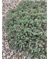 Veronica thymoides subsp. thymoides