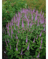 Veronicastrum virginicum 'Adoration'