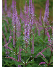 Veronicastrum virginicum 'Adoration'