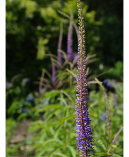 Veronicastrum sibiricum