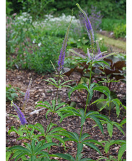 Veronicastrum sibiricum