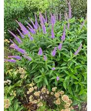 Veronicastrum sibiricum 'Kobaltkaars'