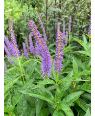 Veronicastrum sibiricum 'Kobaltkaars'