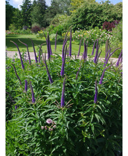 Veronicastrum sibiricum 'Kobaltkaars'