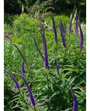 Veronicastrum sibiricum 'Kobaltkaars'