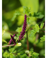 Veronicastrum stenostachyum