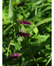 Veronicastrum stenostachyum